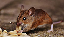 24 Hour & Emergency Exterminators in Pemberton, NJ